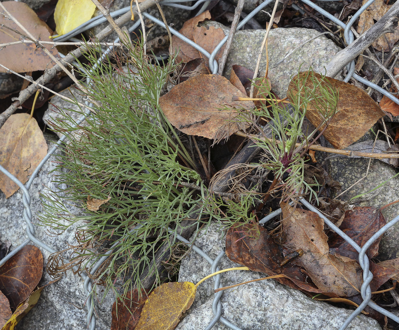 Изображение особи Artemisia campestris.