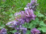 Corydalis solida. Соцветие. Беларусь, Гродненская обл., г. Новогрудок, сквер у костёла св. Михаила, искусственные посадки клёна остролистного (Acer platanoides) и конского каштана обыкновенного (Aesculus hippocastanum). 30.04.2022.