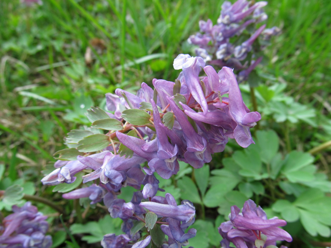 Image of Corydalis solida specimen.