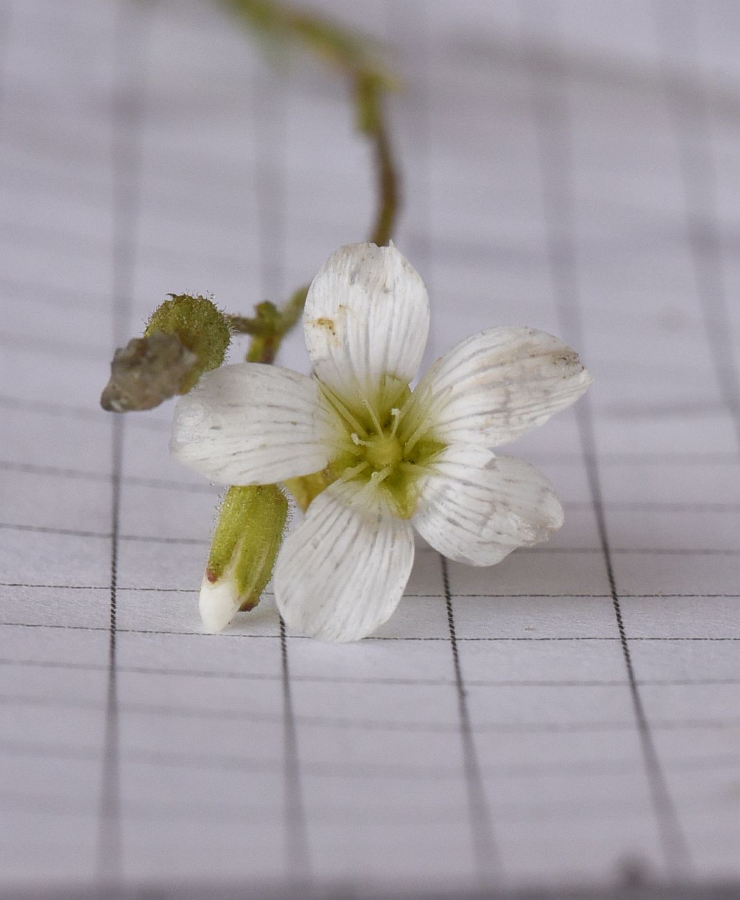 Изображение особи Minuartia circassica.