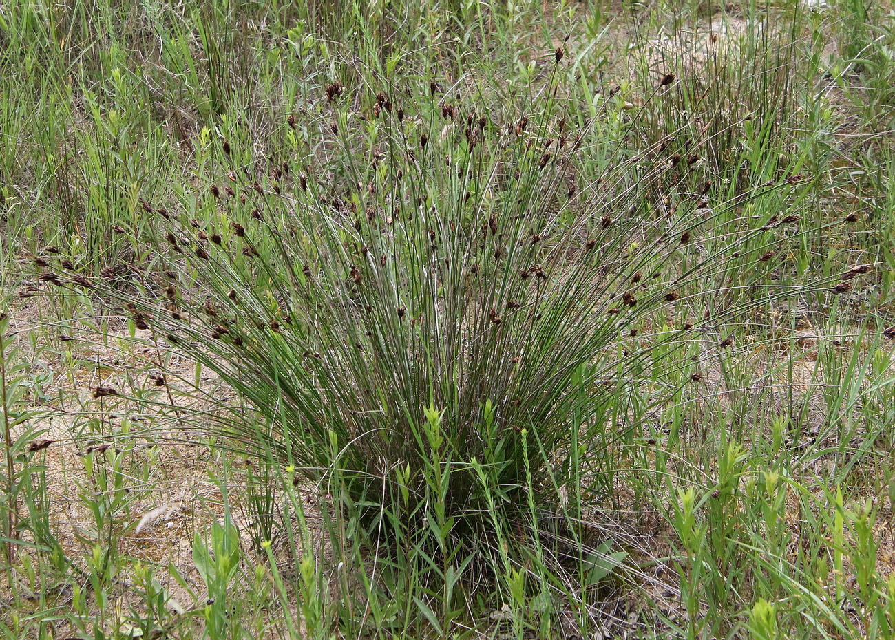 Изображение особи Schoenus nigricans.