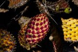 Смотреть изображение род Opuntia