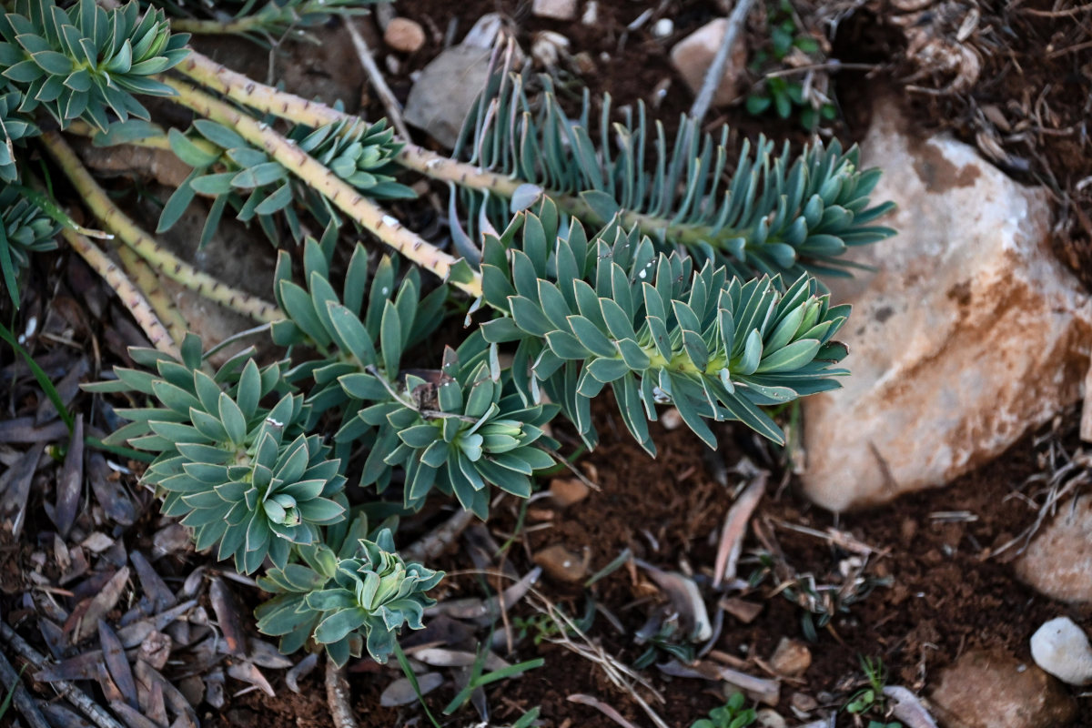 Image of Euphorbia rigida specimen.