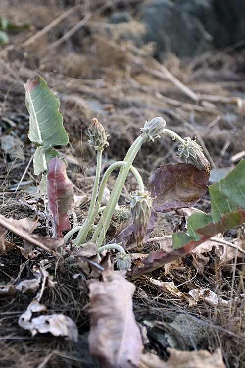 Image of Taraxacum turcomanicum specimen.