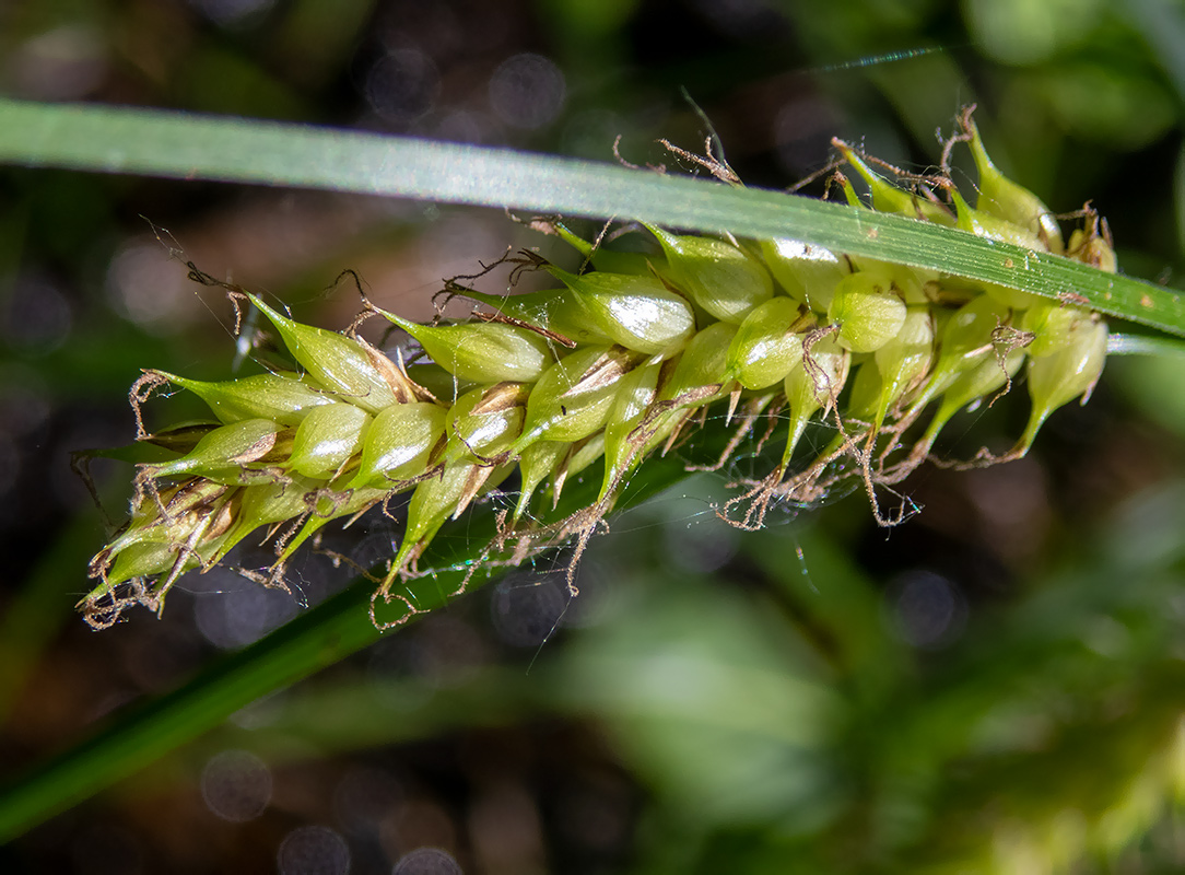 Изображение особи Carex vesicaria.