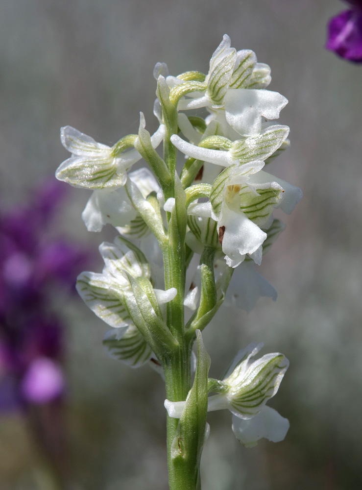 Изображение особи Anacamptis morio ssp. caucasica.