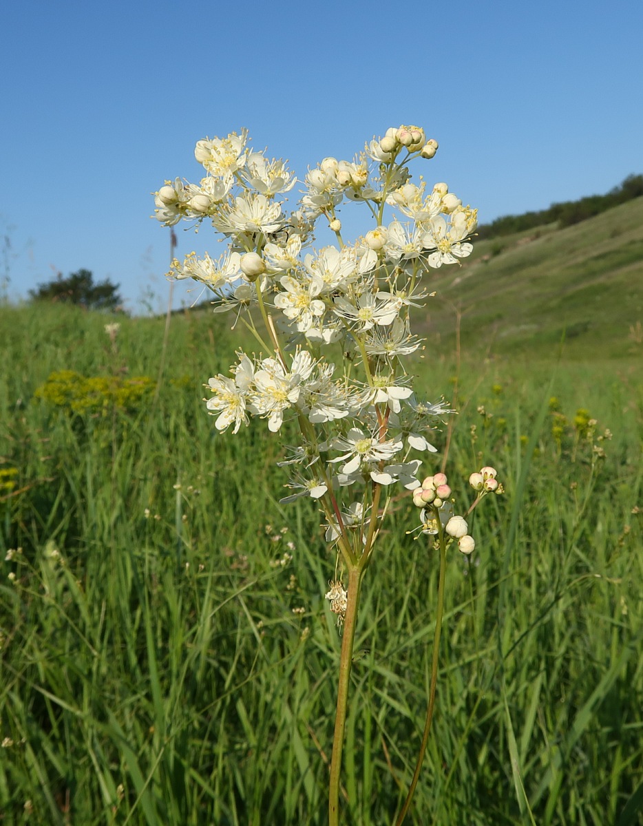 Image of Filipendula vulgaris specimen.