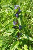 Gentiana cruciata