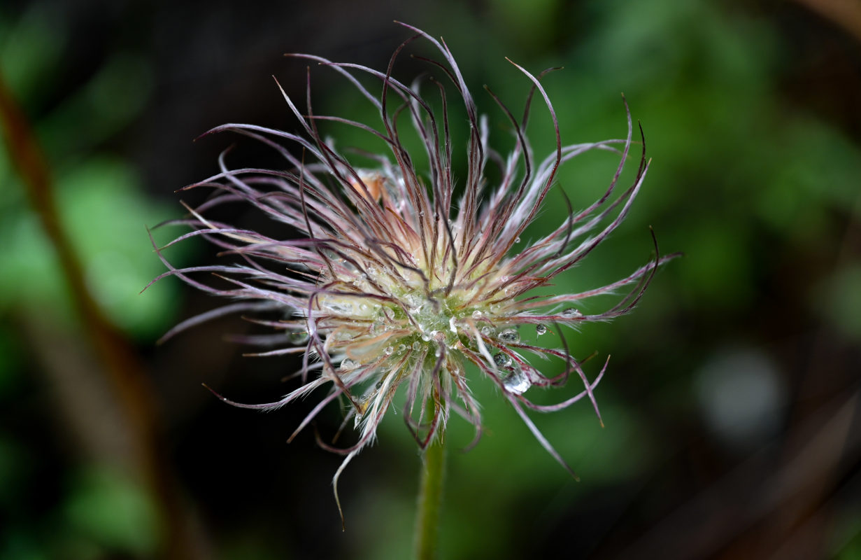 Изображение особи Pulsatilla multifida.