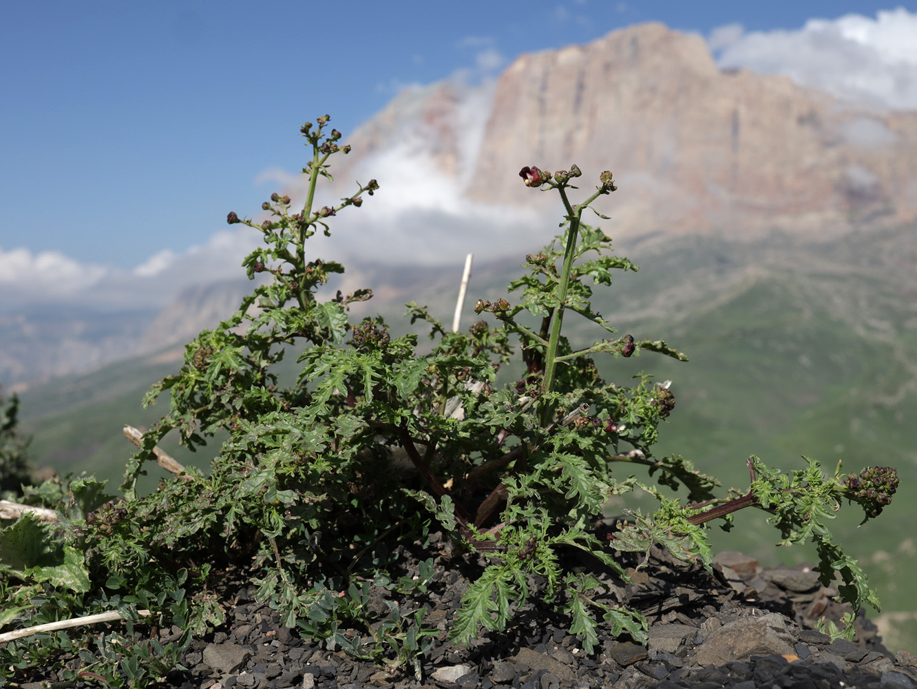 Изображение особи Scrophularia olympica.