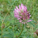 Trifolium pratense