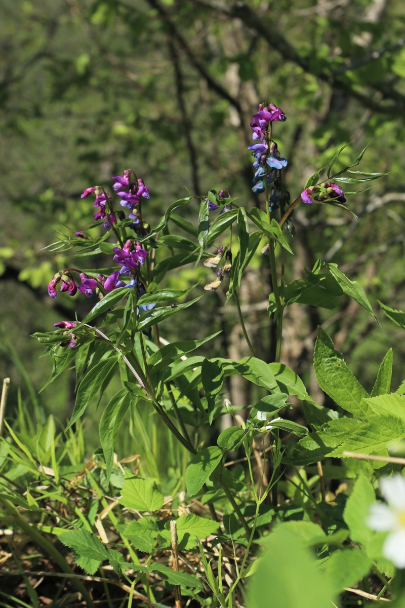 Изображение особи Lathyrus vernus.