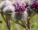 Arctium tomentosum. Цветущее соцветие-корзинка. Ленинградская обл., Приозерский р-н, научно-опытная станция \"Отрадное\" БИН РАН, зарастающий луг около старой усадьбы. 10.07.2023.