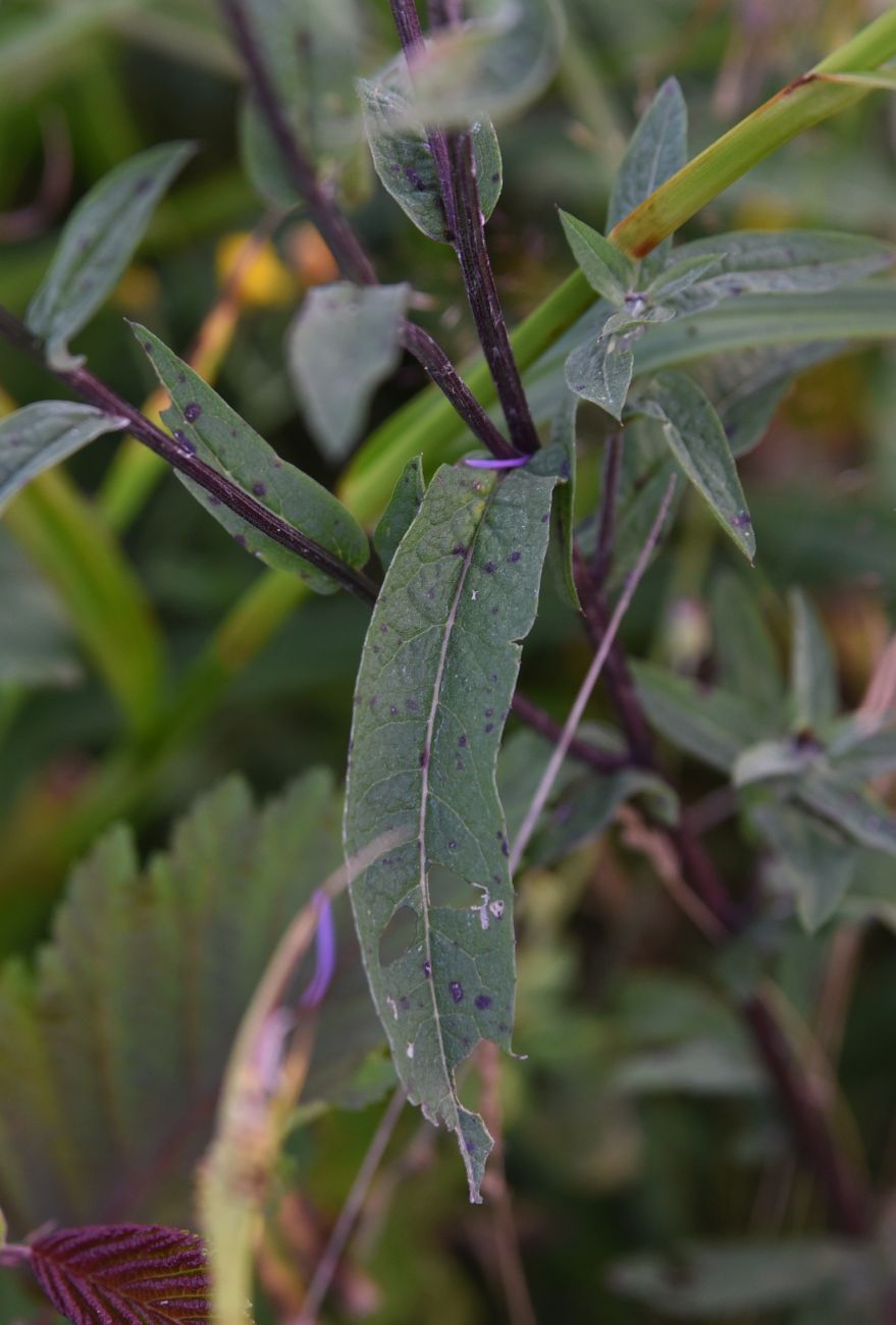 Image of genus Centaurea specimen.