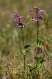 Betonica macrantha. Верхушки цветущих растений. Кабардино-Балкария, Эльбрусский р-н, гора Чегет, ≈ 2700 м н.у.м., субальпийский луг. 23.08.2023.