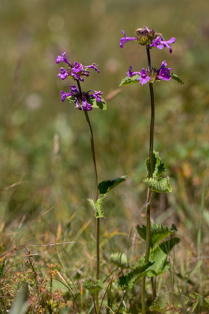 Изображение особи Betonica macrantha.