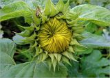 Helianthus annuus. Формирующееся соцветие; вверху на обёртке соцветия скорпионница. Московская обл., Раменский р-н, окр. дер. Хрипань, садовый участок. 26.08.2023.