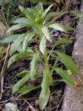 Erigeron annuus