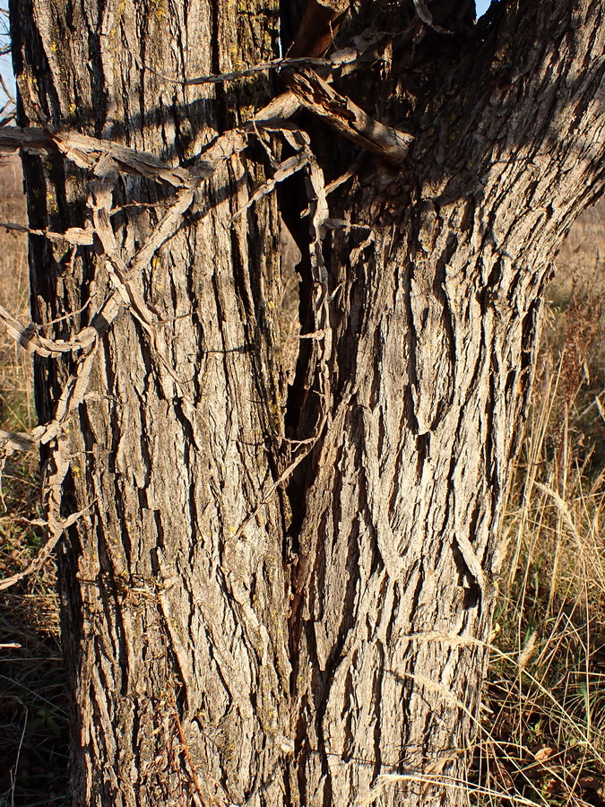 Image of Ulmus japonica specimen.