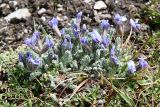 Oxytropis chionobia