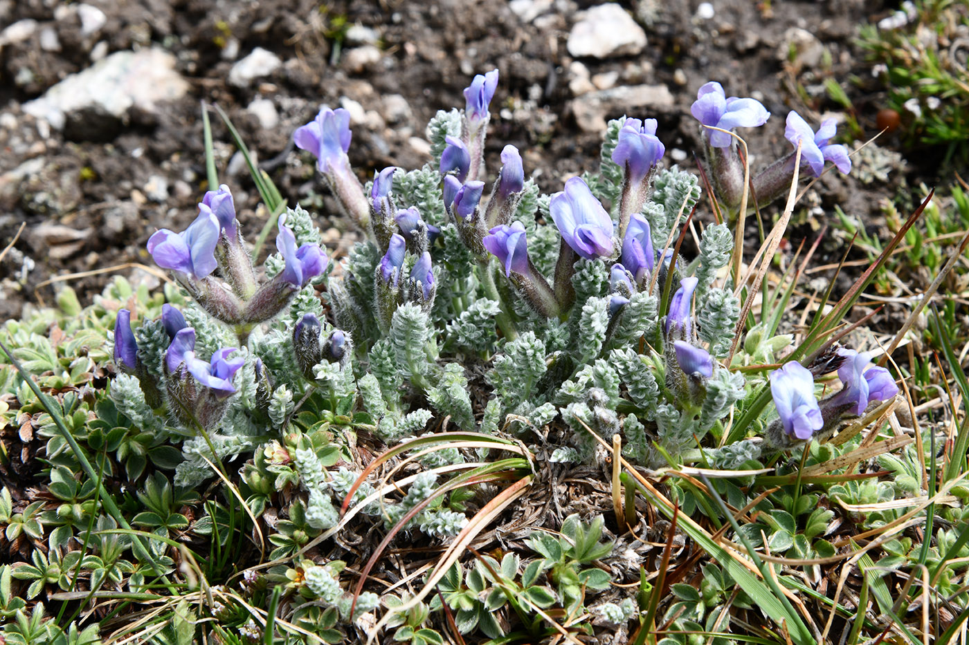 Изображение особи Oxytropis chionobia.