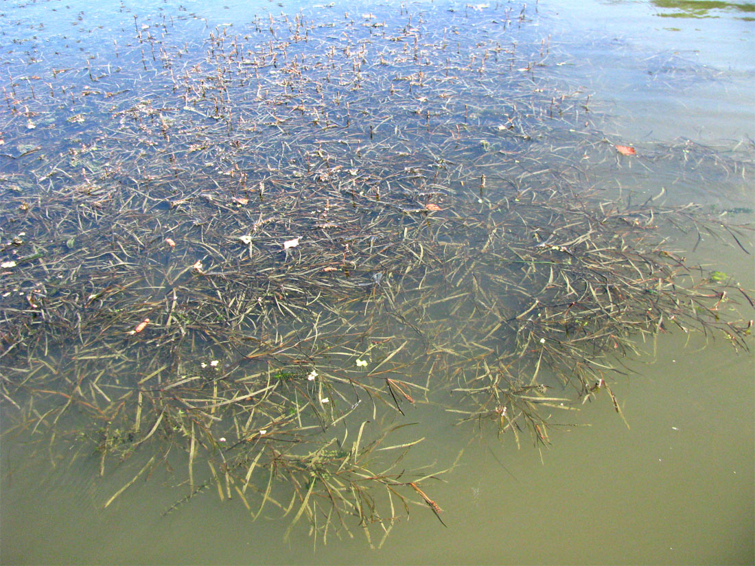 Image of Potamogeton henningii specimen.