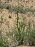 Tragopogon dasyrhynchus variety daghestanicus. Цветущее растение в сообществе с Artemisia. Дагестан, Кумторкалинский р-н, бархан Сарыкум, подножие песчаного склона. 30.04.2022.