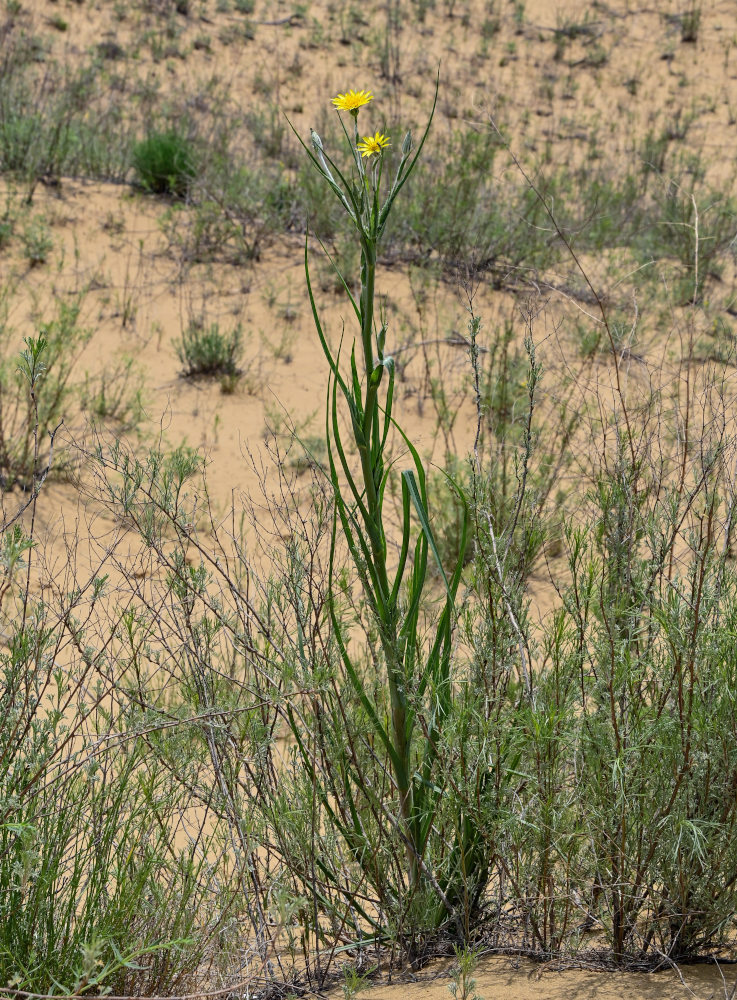 Image of Tragopogon dasyrhynchus var. daghestanicus specimen.