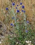 Echinops crispus. Расцветающие растения в сообществе с Achillea и Poaceae. Оренбургская обл., Кувандыкский гор. округ, окр. г. Кувандык, сухой луговой склон. 06.07.2023.