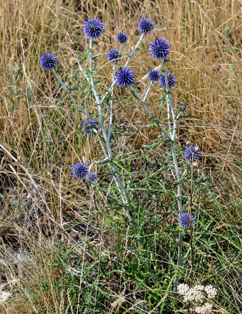 Image of Echinops albotomentosus specimen.