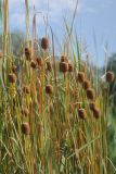 Typha minima