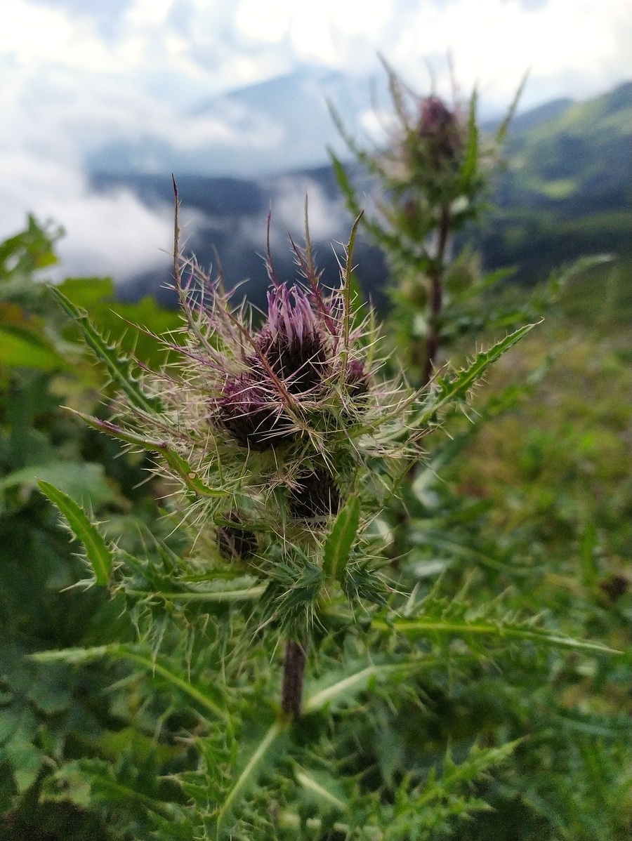 Image of Cirsium obvallatum specimen.