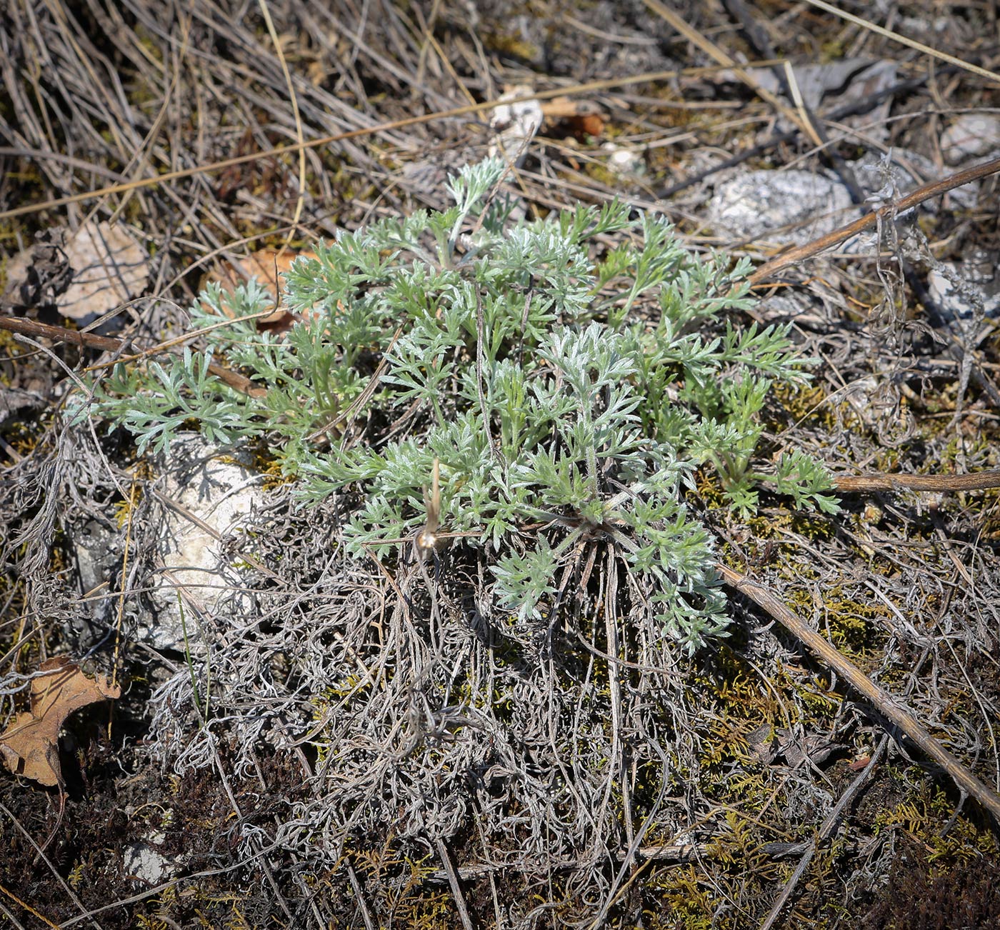 Изображение особи Artemisia campestris.