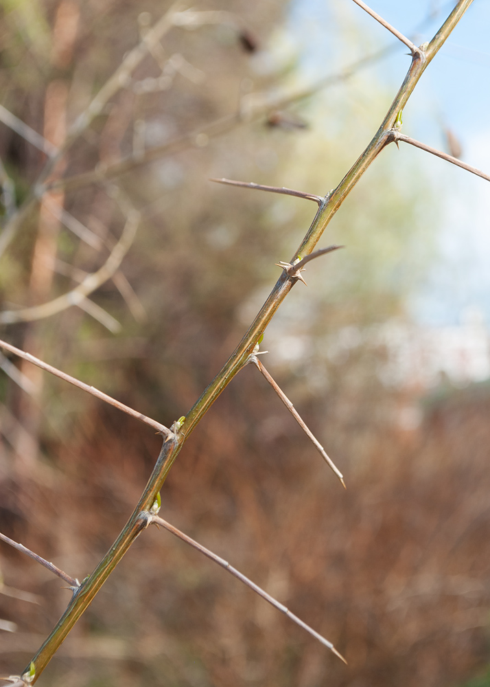 Image of Halimodendron halodendron specimen.