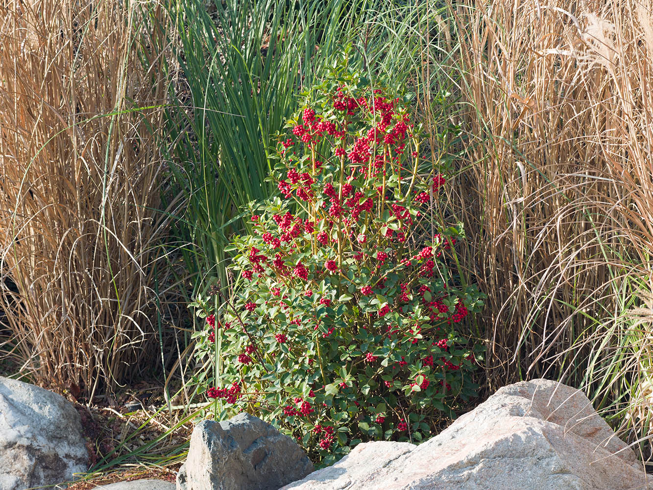 Image of Ilex &times; meserveae specimen.