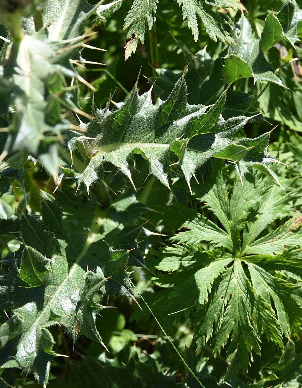 Изображение особи Cirsium balkharicum.