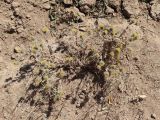 Cousinia olgae
