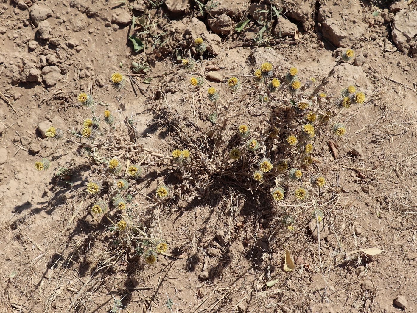 Image of Cousinia olgae specimen.
