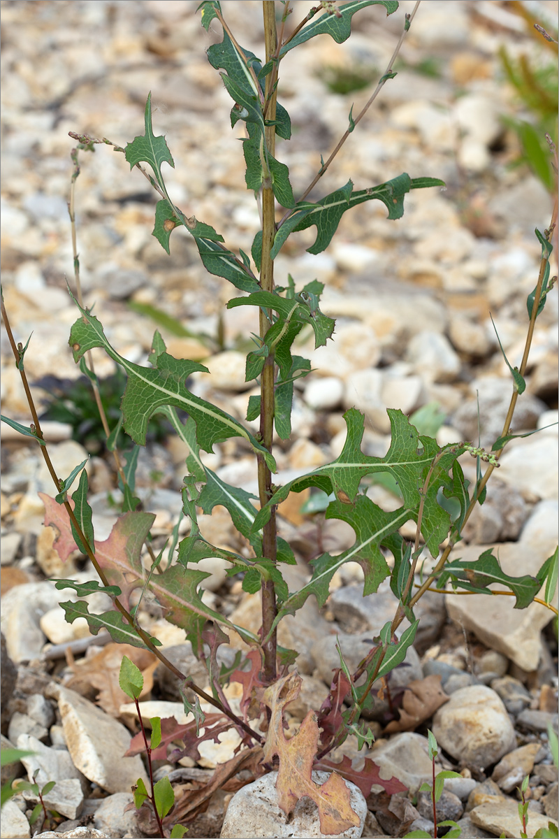 Изображение особи Lactuca serriola.