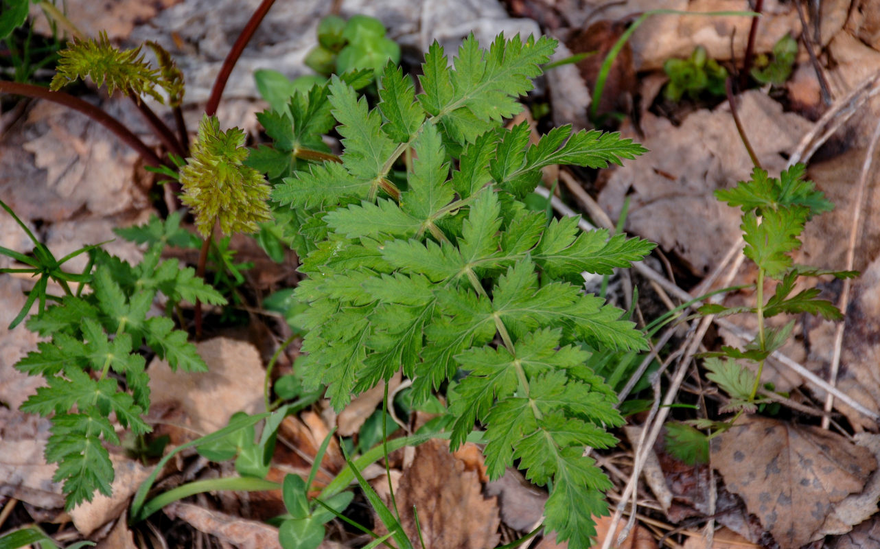 Image of Seseli libanotis specimen.