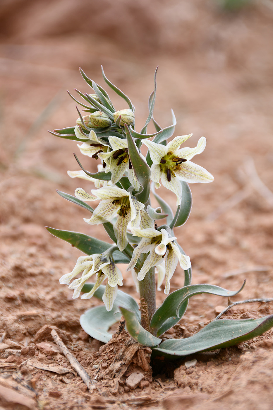 Image of Fritillaria baisunensis specimen.