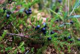 Empetrum nigrum