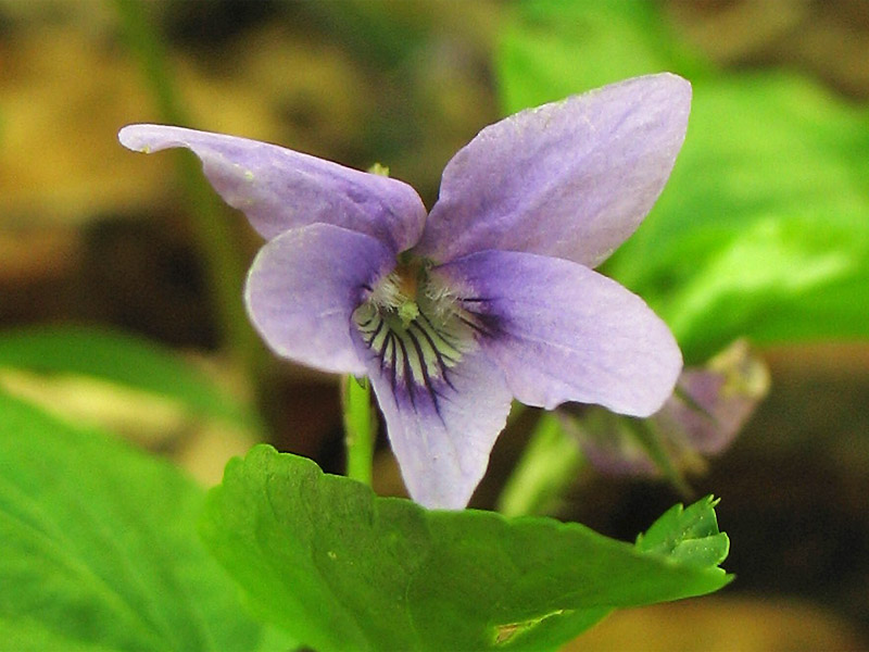 Image of Viola reichenbachiana specimen.