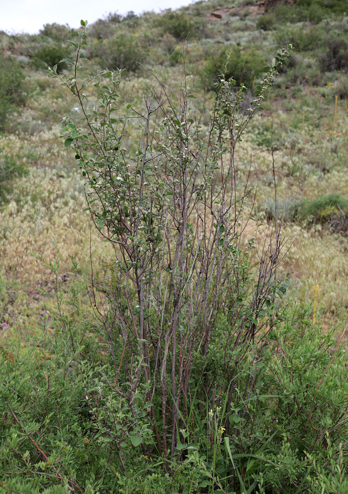Image of genus Cotoneaster specimen.