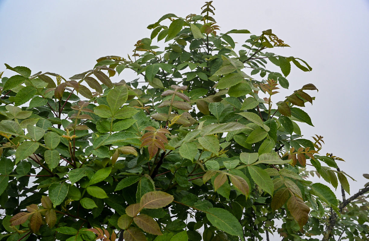 Изображение особи Rhus chinensis.
