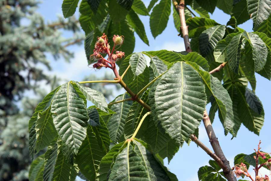 Изображение особи Aesculus pavia.