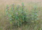 Asclepias syriaca