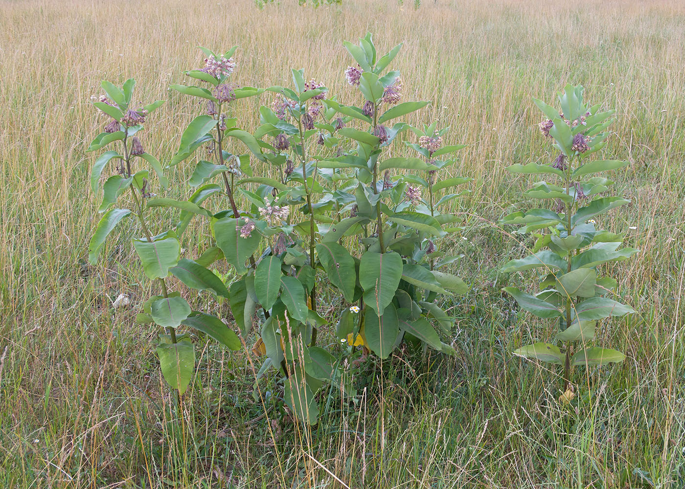 Изображение особи Asclepias syriaca.