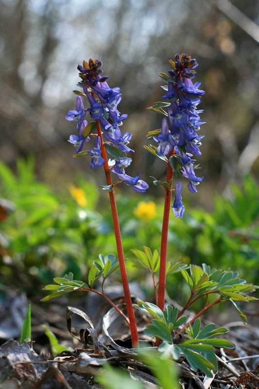 Изображение особи Corydalis solida.