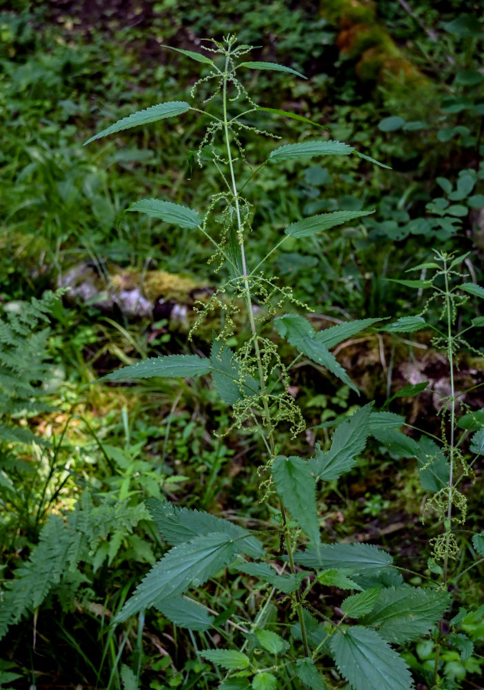 Изображение особи Urtica dioica.